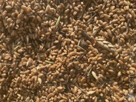 Казахстан снимает ограничения на вывоз зерна и муки с 10 сентября