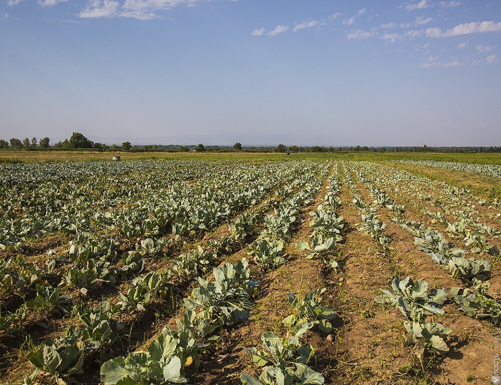 Проект плана продовольственной безопасности Казахстана до 2024 года одобрило правительство
