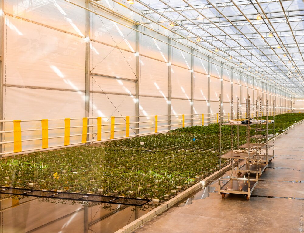 ​Токаев поручил разработать план импортозамещения агропродукции и экспорта национальных товаров