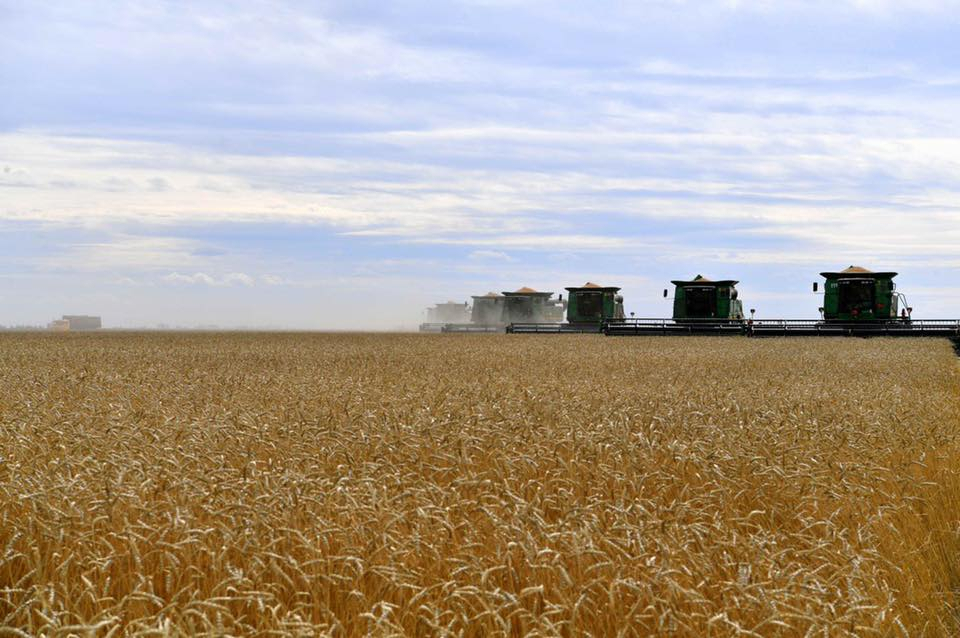 18,2 млн тонн зерна намолочено в Казахстане