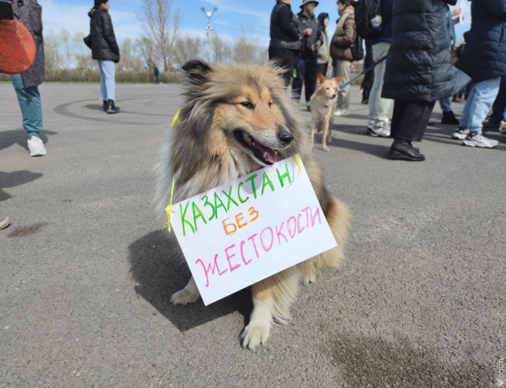 Администрация Токаева не поддержала поправки депутатов в закон о животных