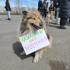 Администрация Токаева не поддержала поправки депутатов в закон о животных