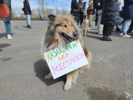 Администрация Токаева не поддержала поправки депутатов в закон о животных