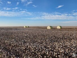 В Туркестанской области создадут кластер по глубокой переработке хлопка