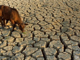 ​В августе в двух регионах Казахстана прогнозируется засуха