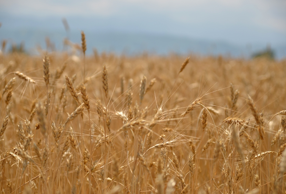 11,2 млн тонн зерна намолочено в Казахстане – МСХ