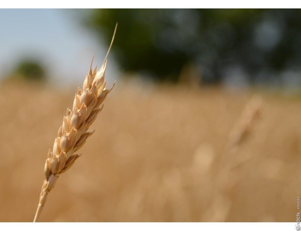 Казахстан полностью обеспечен зерном до нового урожая – Смаилов