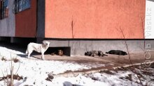 Ветслужба Алматы планирует заключить соглашения с ветклиниками для оказания скорой помощи бездомным животным