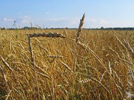 В Северном Казахстане из-за непогоды не смогли убрать зерновые с 93 тысяч гектаров