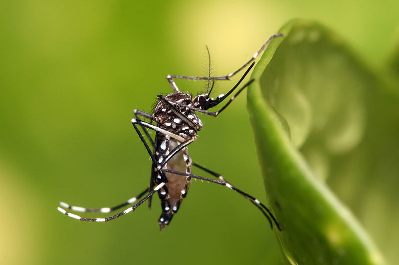 На юге России растет популяция комаров-переносчиков опасных тропических вирусов