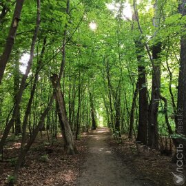 В Алматы благоустроят рощу Баума