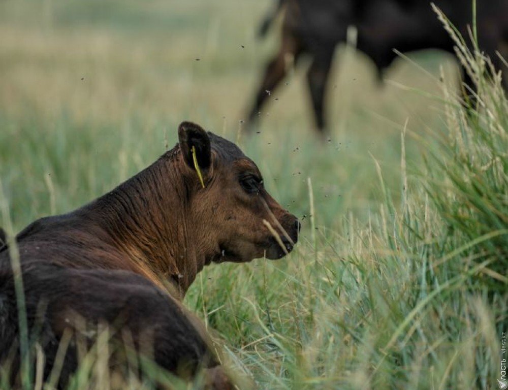 В Карагандинской области зафиксирован массовый падеж скота