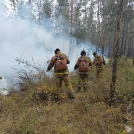 Работники лесных и природоохранных учреждений начнут получать надбавку зарплате с 1 июля – правительство