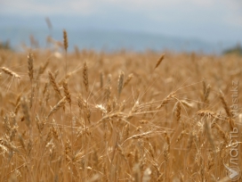 Продкорпорация перестанет быть агентом по управлению зерновыми ресурсами - глава КазАгро