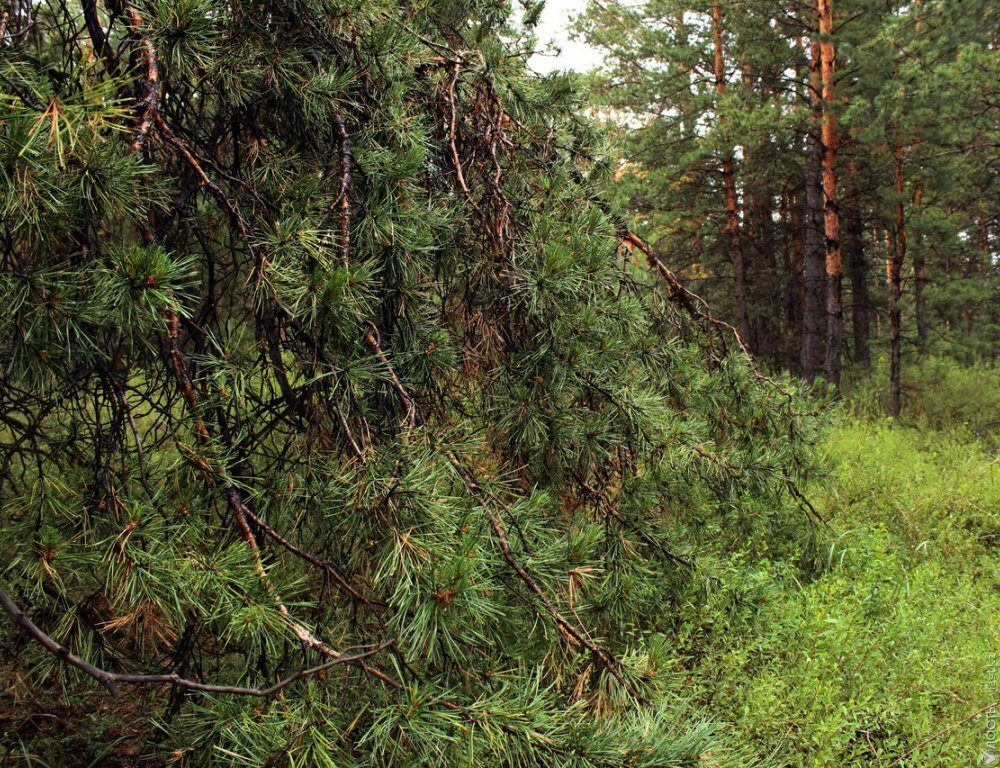 В Казахстане будет создана интерактивная карта по лесонасаждениям