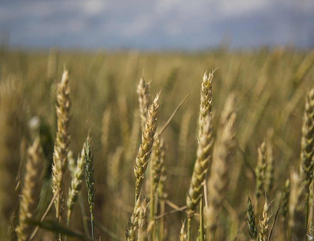 В Казахстане в 2017 году собрано свыше 21 миллиона тонн зерна – Назарбаев