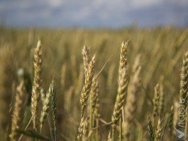 В Казахстане в 2017 году собрано свыше 21 миллиона тонн зерна – Назарбаев
