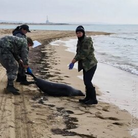 В Минэкологии не исключают, что часть каспийских тюленей погибла из-за рыболовных сетей