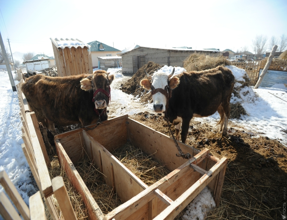 Россия временно ограничила ввоз из Казахстана крупного рогатого скота и мяса 