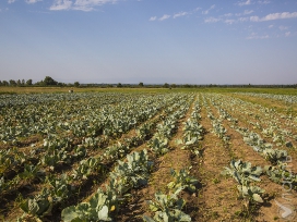 Прогноз: 23 фактора будущего развития сельского хозяйства Казахстана 