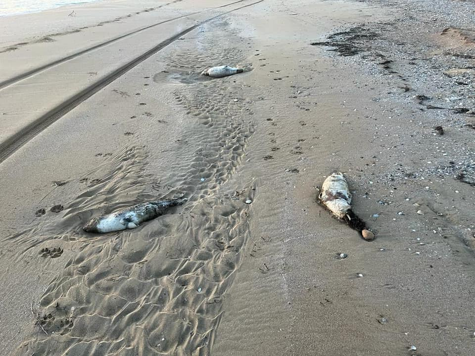 На побережье Каспия вновь обнаружили мертвых тюленей