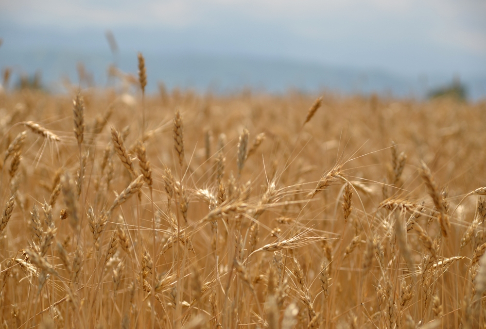 МСХ ожидает урожай зерна в этом году на уровне 17,4 млн тонн