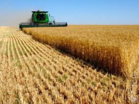Выручка от экспорта пшеницы за 2013 год составила 1,2 млрд USD, &mdash; Продкорпорация
