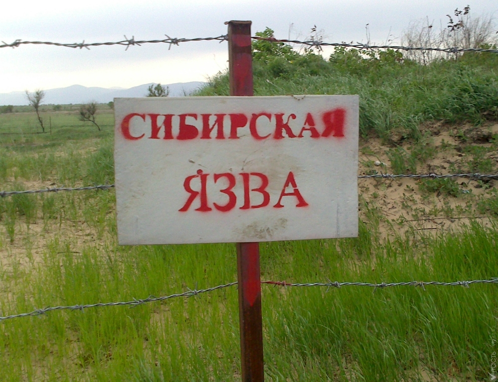 Роспотребнадзор обратил внимание граждан России на вспышку сибирской язвы в Казахстане