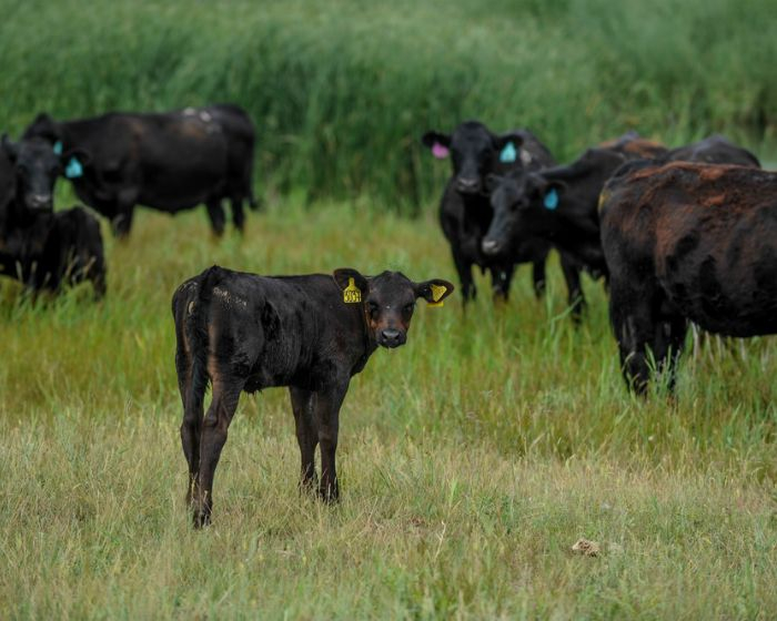 Всемирный банк профинансирует программу развития мясного животноводства в Казахстане