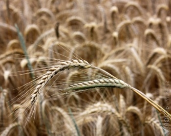 Продкорпорация не будет осуществлять коммерческий закуп пшеницы урожая 2013 года