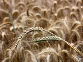 Продкорпорация не будет осуществлять коммерческий закуп пшеницы урожая 2013 года