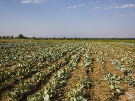 Россия запретила ввоз сотен тонн сельскохозяйственной продукции из Казахстана и Кыргызстана