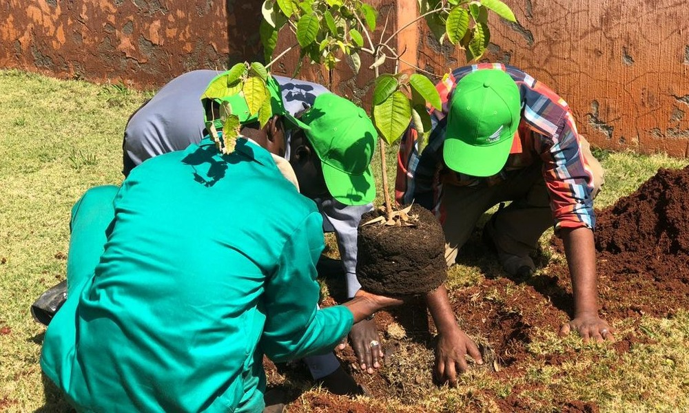 Более 350 млн деревьев высадили в Эфиопии за 12 часов
