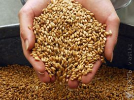 МСХ дает прогноз по урожаю зерновых