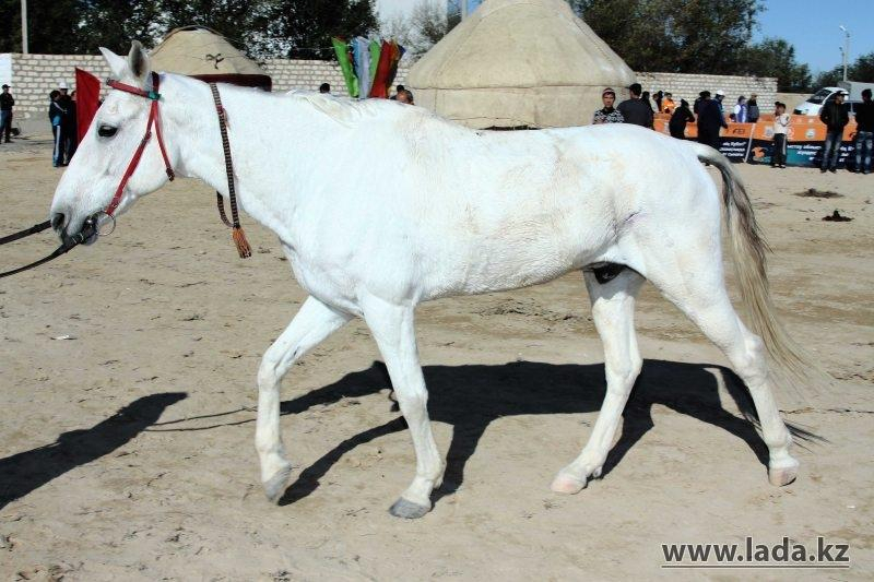 Адайская лошадь стала национальным брендом Казахстана 
