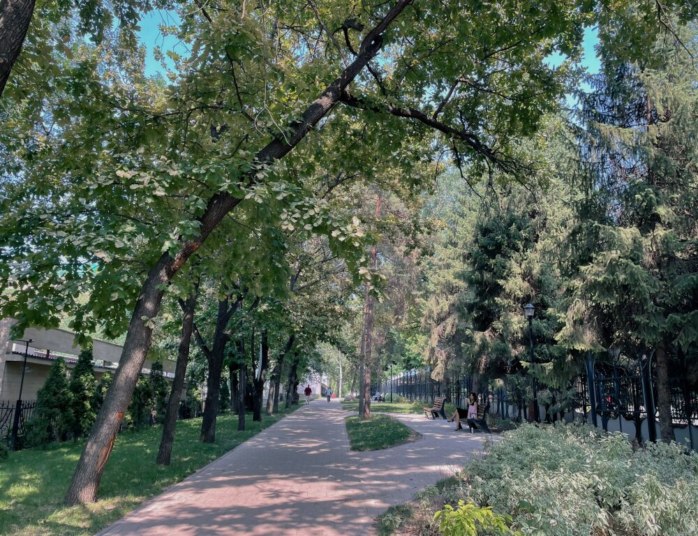 Почти 300 тыс. деревья высадят в Алматы 
