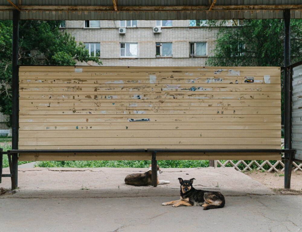 В Уральске проверяют гибель бездомных собак перед межрегиональным форумом сотрудничества Казахстана и России