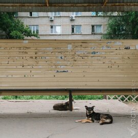 В Уральске проверяют гибель бездомных собак перед межрегиональным форумом сотрудничества Казахстана и России