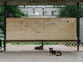 В Уральске проверяют гибель бездомных собак перед межрегиональным форумом сотрудничества Казахстана и России