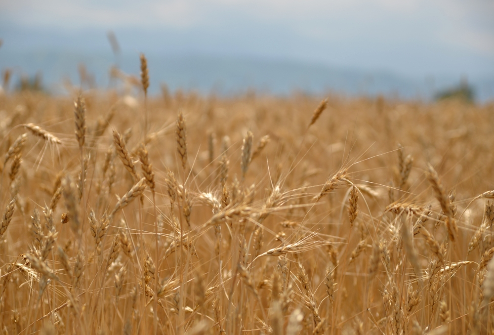 Более 20 млн тонн зерна планирует собрать Казахстан