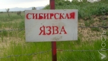 За четыре месяца в Казахстане установлено 255 сибироязвенных захоронения 