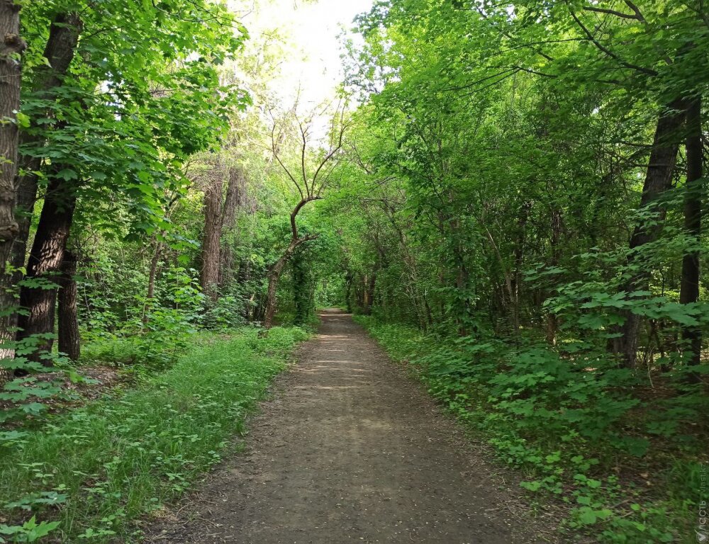 Акимат Алматы опроверг информацию о массовой вырубке деревьев в роще Баума