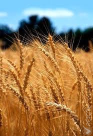 Урожай зерна в текущем году может составить 18 млн. тонн в бункерном весе &mdash; КазАгро