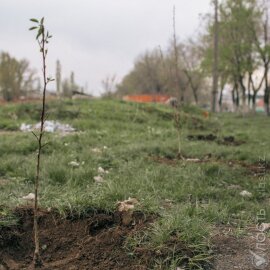 В области Абай государству возвращены земельные участки площадью более 17 тыс. га