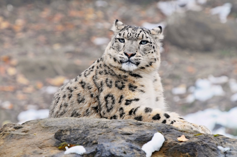 В Алматинский зоопарк заселят снежных барсов 