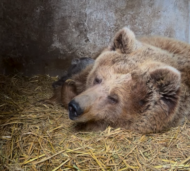 В зоопарке Алматы родились детеныши тянь-шаньских медведей 