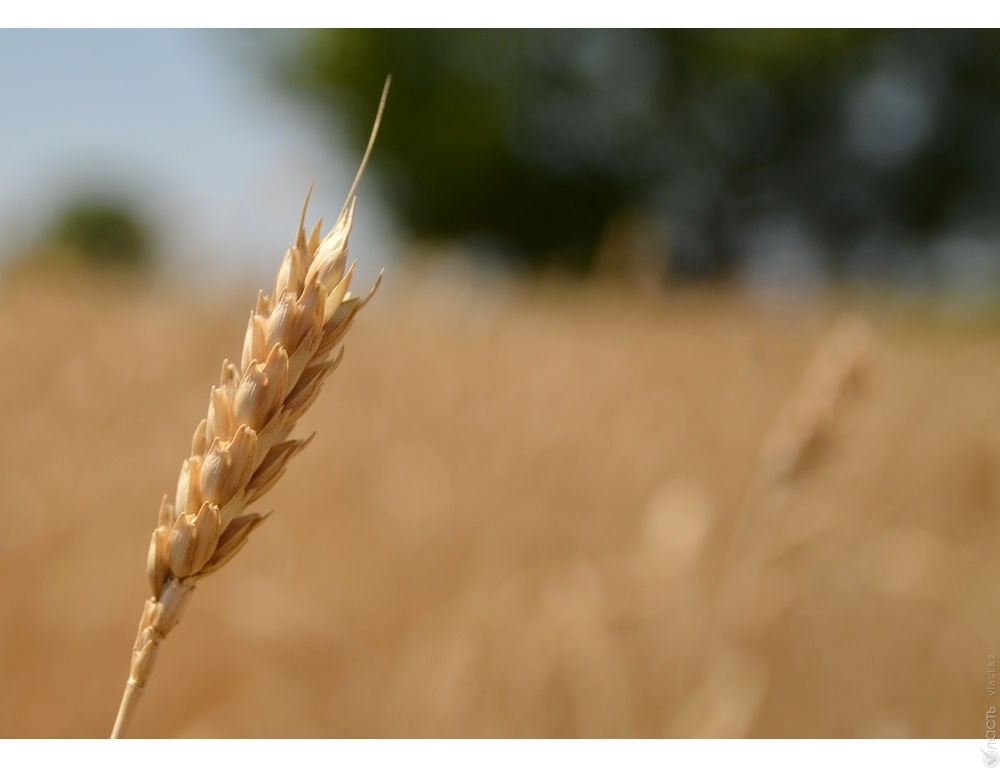 Почти 5 млн. тонн казахстанского зерна отгружено на экспорт с начала маркетингового года