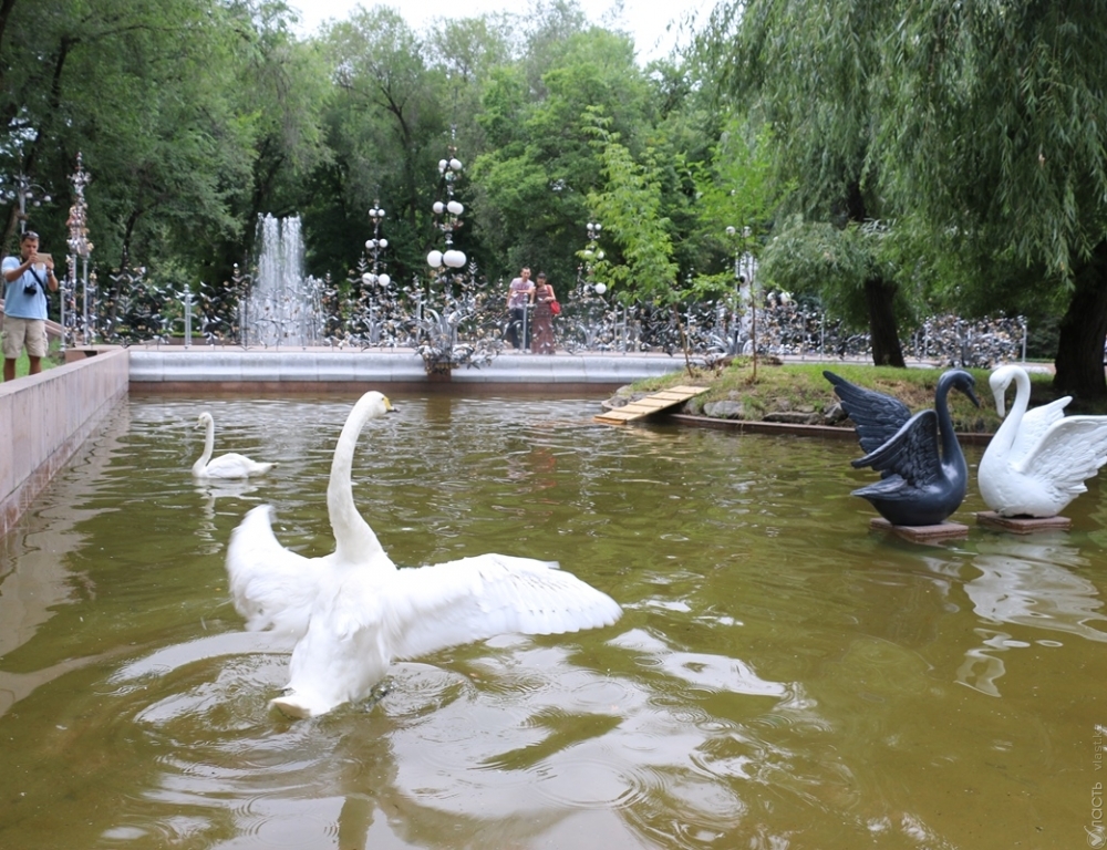 В сквер на площади Астаны вернулись живые лебеди