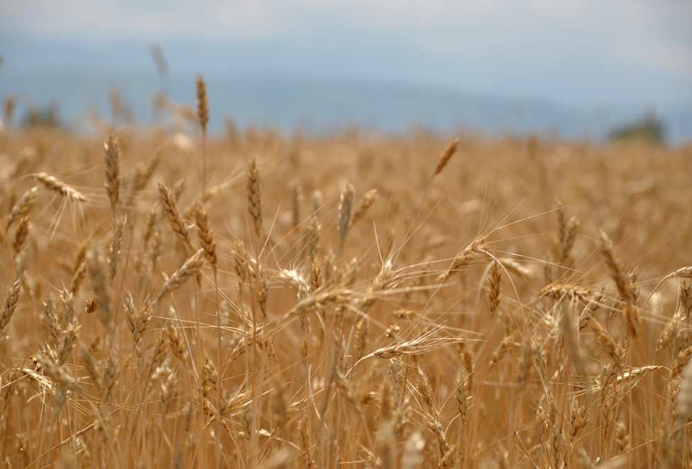 19,1 млн тонн зерна намолочено в Казахстане - МСХ