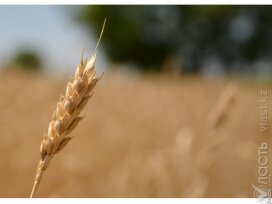 Казахстан ожидает собрать 13-13,5 млн тонн пшеницы в 2022 году